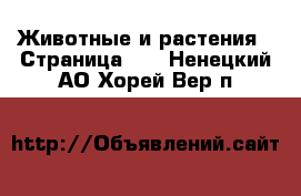  Животные и растения - Страница 34 . Ненецкий АО,Хорей-Вер п.